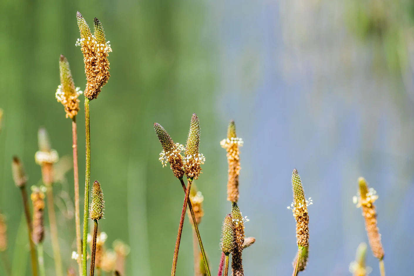 english-plantain-wildflowers-2022-06-22-06-03-03-utc.webp